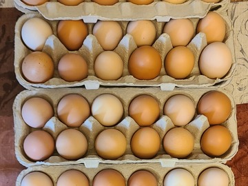 Selling with In-person Payment: Free Range Brown Chicken Eggs Collected Daily