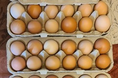 Selling with In-person Payment: Free Range Brown Chicken Eggs Collected Daily