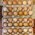 Selling with In-person Payment: Free Range Brown Chicken Eggs Collected Daily