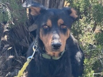   : Arlo