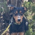   : Arlo