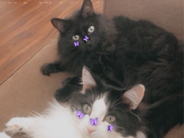   : Midas and Aurora