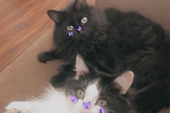   : Midas and Aurora