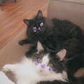   : Midas and Aurora