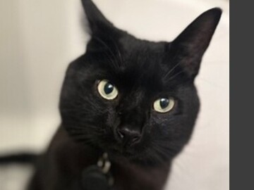   : Pepper 
