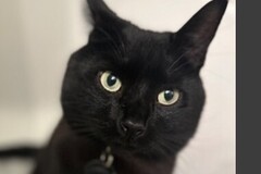   : Pepper 