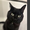   : Pepper 