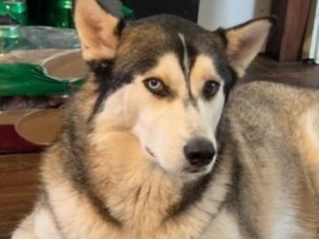   : Moxie Million