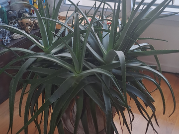 Vente: Magnifique ALOE VERA en pot