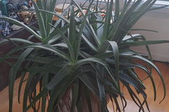 Sales: Magnifique ALOE VERA en pot