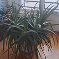 Sales: Magnifique ALOE VERA en pot