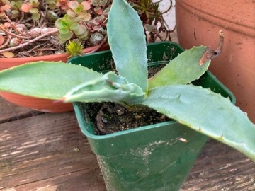 Vente: Agave