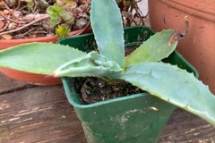 Sales: Agave