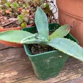 Sales: Agave