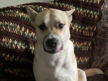   : Sheba