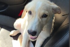   : Simba