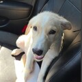   : Simba
