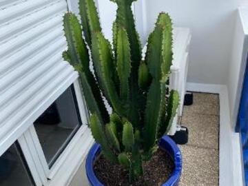 Vente: vend plante grasses .les 3 pots