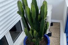 Vente: vend plante grasses .les 3 pots