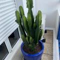 Vente: vend plante grasses .les 3 pots