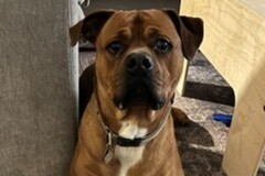   : Buck