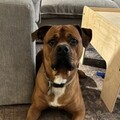   : Buck