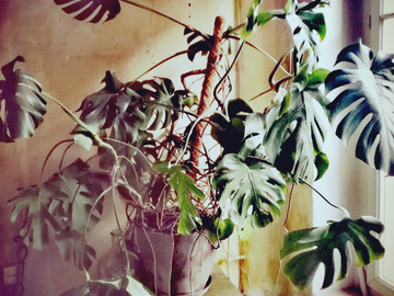 Sales: Philodendron 