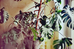 Sales: Philodendron 