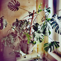 Sales: Philodendron 