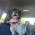   : Oreo