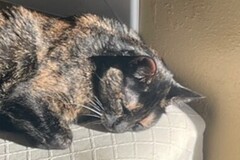   : Hazel