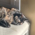   : Hazel