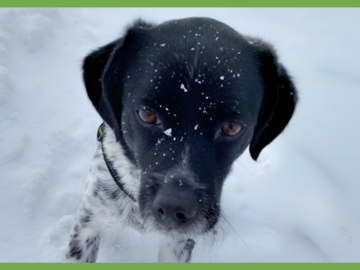  : Oreo