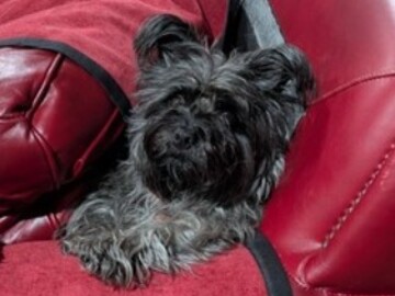   : Daisy