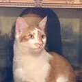   : Butters