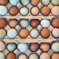 Selling with online payment: Farm Fresh Multi-colored Eggs