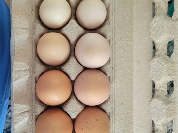 Selling with In-person Payment: Farm fresh dozen egg
