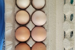 Selling with In-person Payment: Farm fresh dozen egg