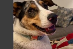   : Millie