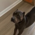   : Valentino 