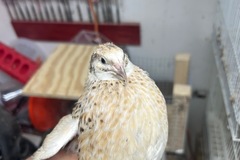 Selling with In-person Payment:  Coturnix hatching eggs 
