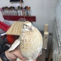 Selling with In-person Payment:  Coturnix hatching eggs 