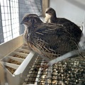 Selling with In-person Payment:  Coturnix hatching eggs 