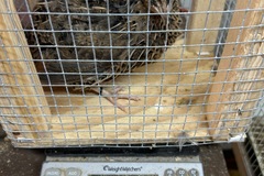 Selling with In-person Payment:  Coturnix hatching eggs 
