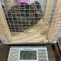 Selling with In-person Payment:  Coturnix hatching eggs 