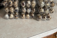 Selling with In-person Payment: Quail eggs 