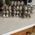Selling with In-person Payment: Quail eggs 