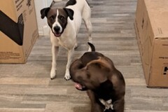   : Penny and Coco