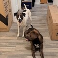   : Penny and Coco