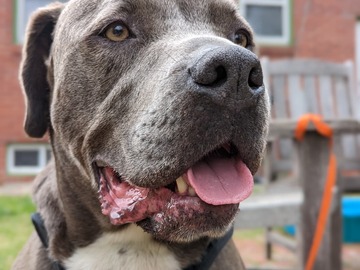   : Tonka
